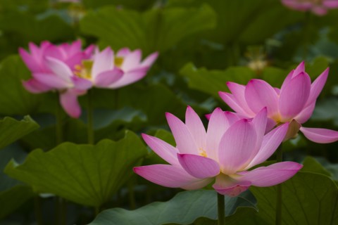 Lotus