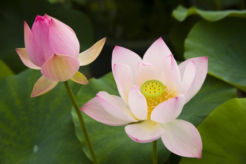 Lotus