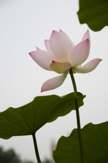 Lotus
