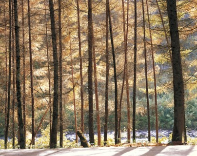 Wolong,Sichuan Province