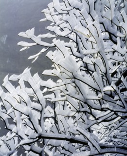 Snow Scene