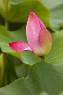 Lotus