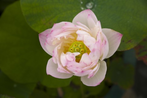 Lotus