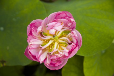 Lotus