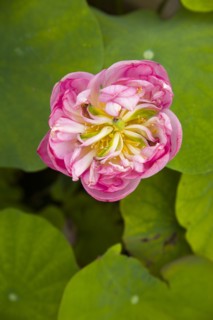 Lotus