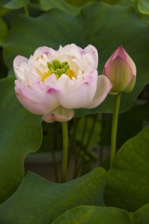 Lotus