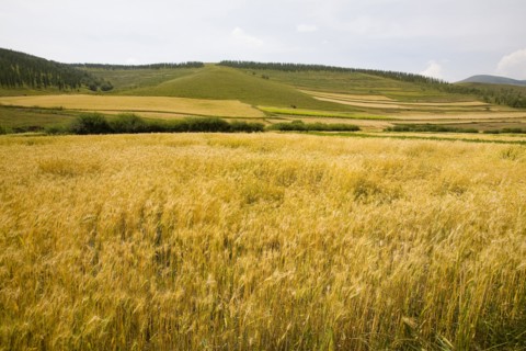 Bashang grassland in Inner Mongolia