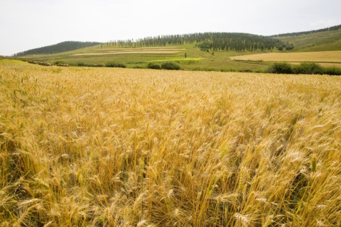 Bashang grassland in Inner Mongolia