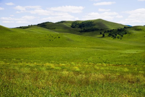 Bashang grassland in Inner Mongolia