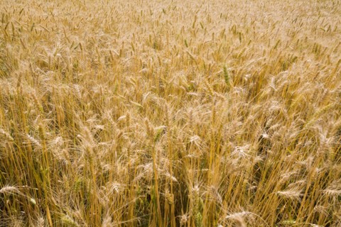 Bashang grassland in Inner Mongolia