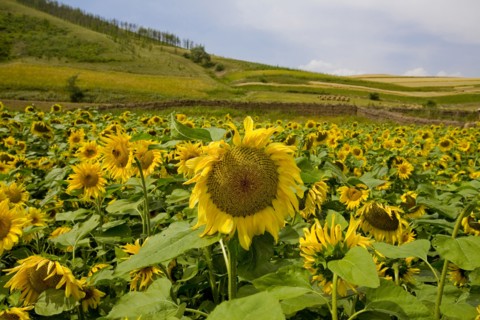 Bashang grassland in Inner Mongolia