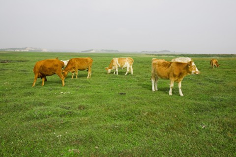 Bashang grassland in Inner Mongolia