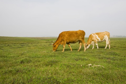 Bashang grassland in Inner Mongolia