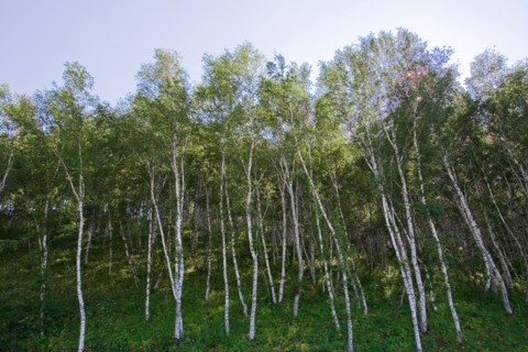 Bashang grassland in Inner Mongolia