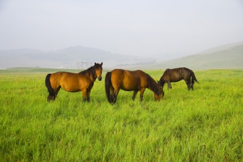 Bashang grassland in Inner Mongolia