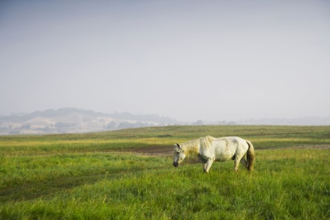 Bashang grassland in Inner Mongolia