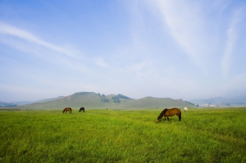 Bashang grassland in Inner Mongolia