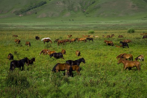 Bashang grassland in Inner Mongolia