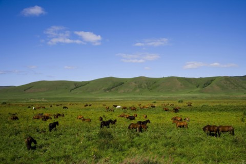 Bashang grassland in Inner Mongolia