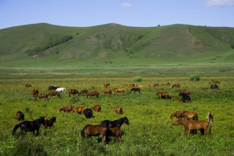 Bashang grassland in Inner Mongolia
