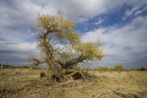 Hu Poplar,Karamay,Xinjiang