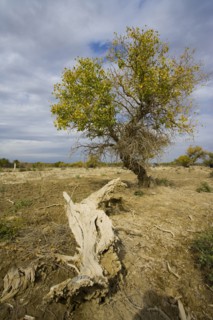 Hu Poplar,Karamay,Xinjiang