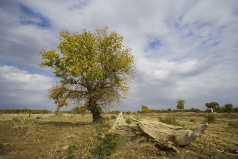 Hu Poplar,Karamay,Xinjiang