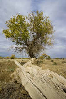 Hu Poplar,Karamay,Xinjiang