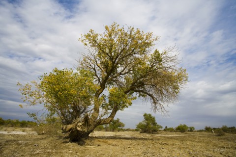 Hu Poplar,Karamay,Xinjiang