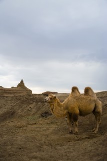 Xinjiang Wuerhe Goast City