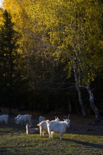 Xinjiang Province,Aletai,