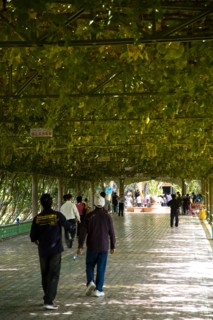 Xinjiang's Turpan Grape
