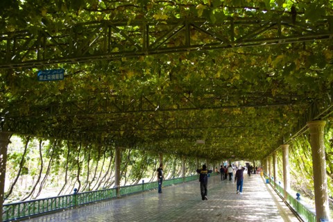 Xinjiang's Turpan Grape