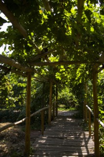 Xinjiang's Turpan Grape