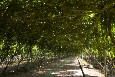 Xinjiang's Turpan Grape