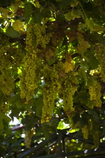 Xinjiang's Turpan Grape
