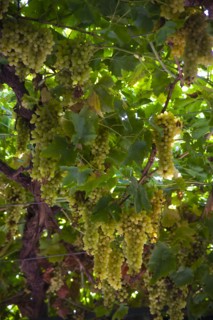 Xinjiang's Turpan Grape