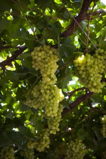 Xinjiang's Turpan Grape