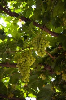 Xinjiang's Turpan Grape