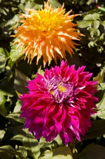 Beijing,Zhongshan Park,Chrysanthemum,
