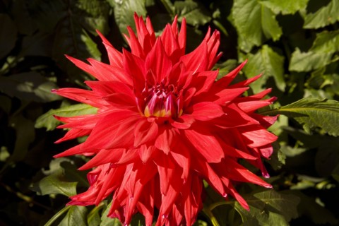 Beijing,Zhongshan Park,Chrysanthemum,