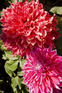 Beijing,Zhongshan Park,Chrysanthemum,