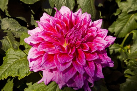 Beijing,Zhongshan Park,Chrysanthemum,