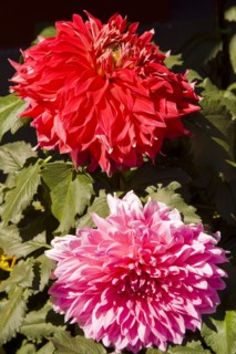 Beijing,Zhongshan Park,Chrysanthemum,