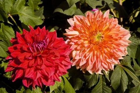 Beijing,Zhongshan Park,Chrysanthemum,