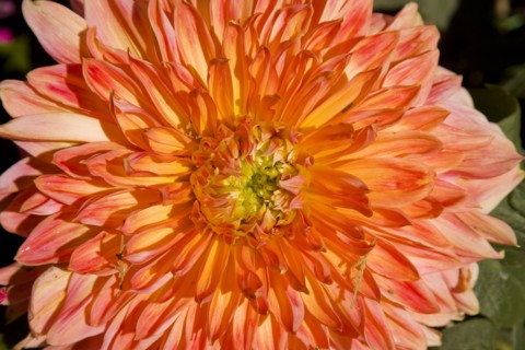 Beijing,Zhongshan Park,Chrysanthemum,