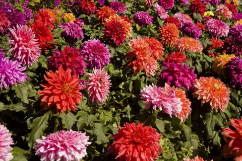 Beijing,Zhongshan Park,Chrysanthemum,