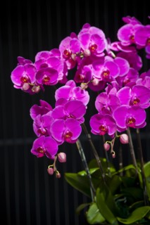 Taiwan, Orchid,