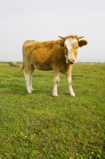 Bashang grassland in Inner Mongolia