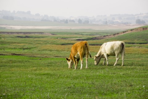 Bashang grassland in Inner Mongolia